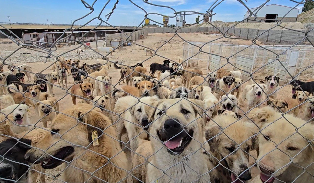 Kirkuk ends dog culling, but shelter shortages put strays at risk